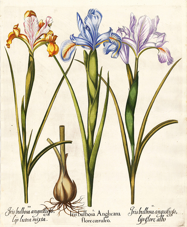 Basilius Besler's Florilegium_19