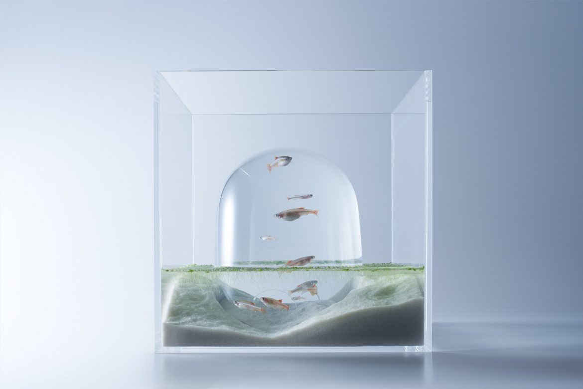 巨蛋型的玻璃內注滿水面，魚兒能從下方洞口游入其中。而真正的水面卻遠低於蛋形體高度，形成魚兒游在水面上的趣味錯覺。